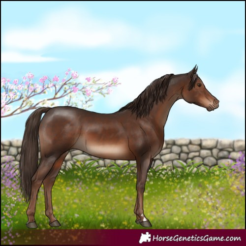 Horse Color:Liver Chestnut
