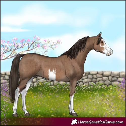 Horse Color:White Spotted Liver Red Dun Brindle 