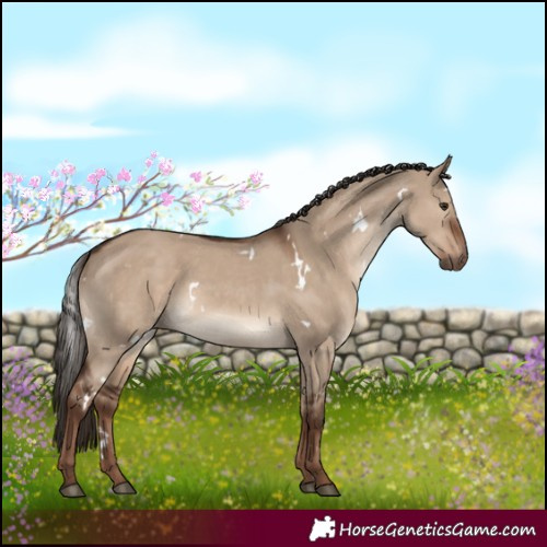 Horse Color:White Spotted Liver Red Dun Rabicano 