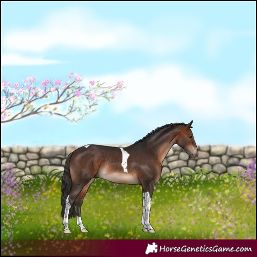 Horse Color:Bay Tobiano Rabicano