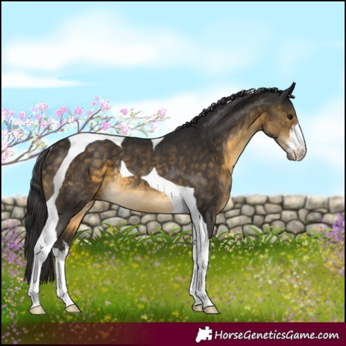 Horse Color:White Spotted Buckskin Tobiano Rabicano 