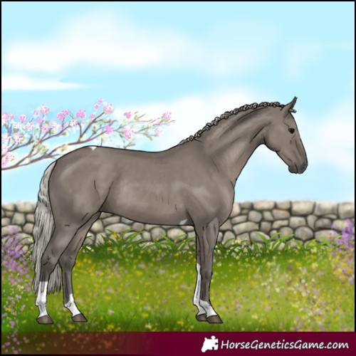 Horse Color:Silver Grullo Tobiano Rabicano 