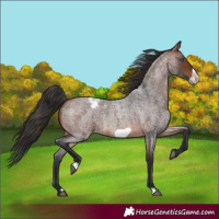 Horse Color:Brown Roan Frame Blanket 