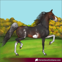 Horse Color:White Spotted Bay Frame