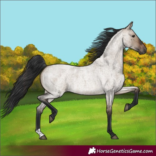 Horse Color:Brown Roan Dun