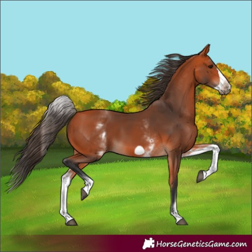 Horse Color:White Spotted Bay Frame 