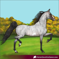 Horse Color:Brown Roan Frame 