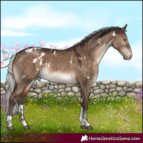 Horse Color:White Spotted Silver Brown Dun Tobiano Appaloosa