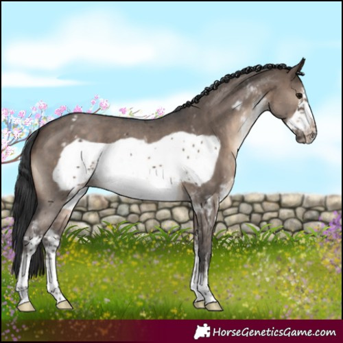 Horse Color:Brown Dun Sabino Frame