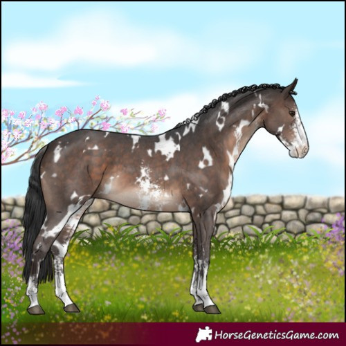 Horse Color:White Spotted Brown Sabino 