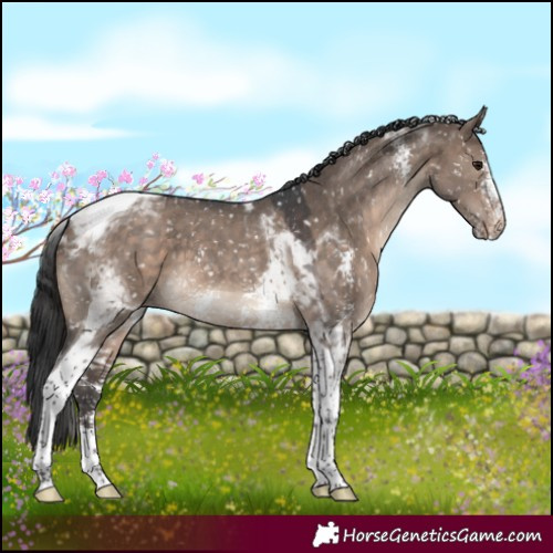 Horse Color:Brown Dun Sabino Tobiano Appaloosa 