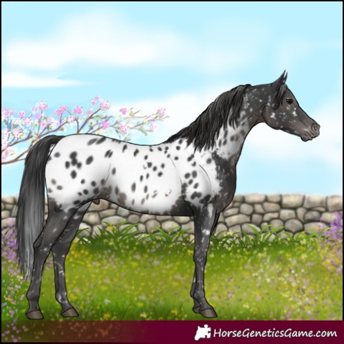 Horse Color:White Spotted Black Appaloosa