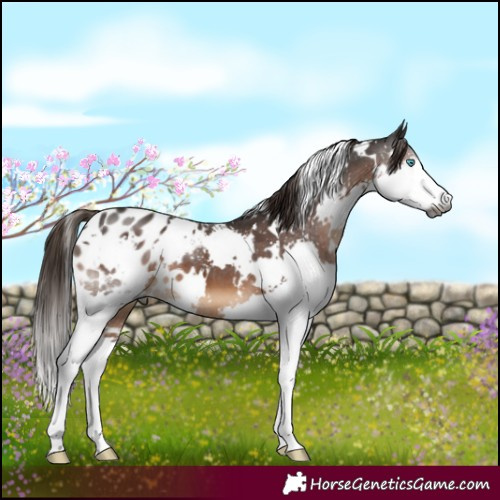 Horse Color:Gray White Spotted Liver Chestnut Splash Appaloosa