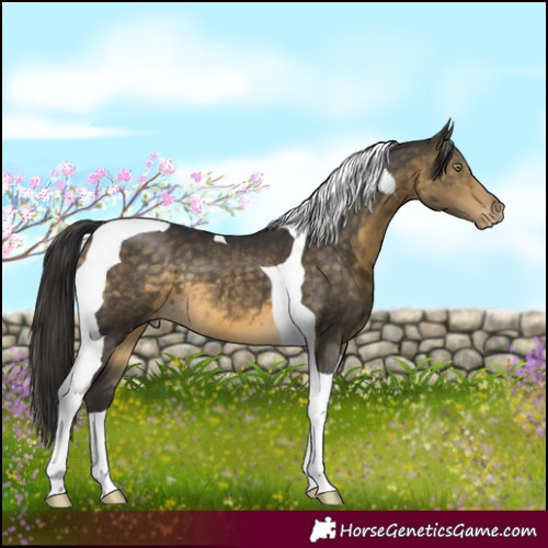 Horse Color:Buckskin Tobiano Appaloosa