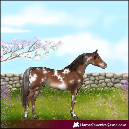 Horse Color:White Spotted Liver Chestnut Appaloosa 