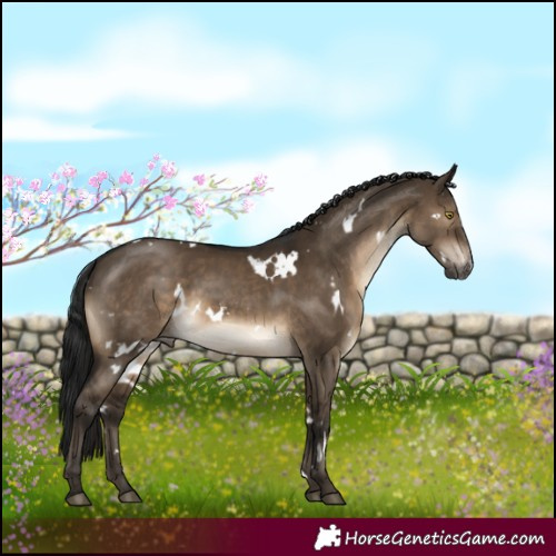 Horse Color:Gray White Spotted Brown Dun Appaloosa