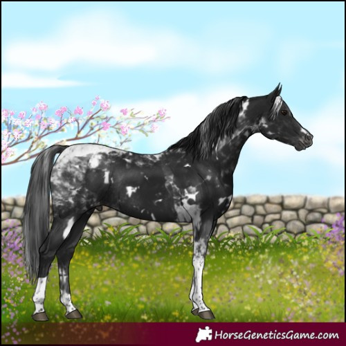 Horse Color:Gray White Spotted Brown Tobiano Appaloosa Rabicano 