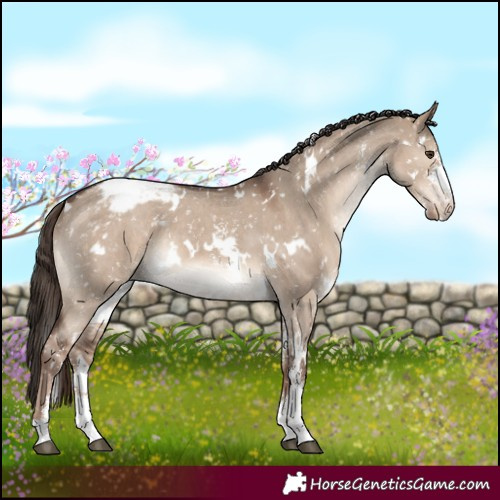 Horse Color:White Spotted Liver Red Dun Sabino Appaloosa 