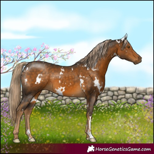 Horse Color:White Spotted Chocolate Palomino 