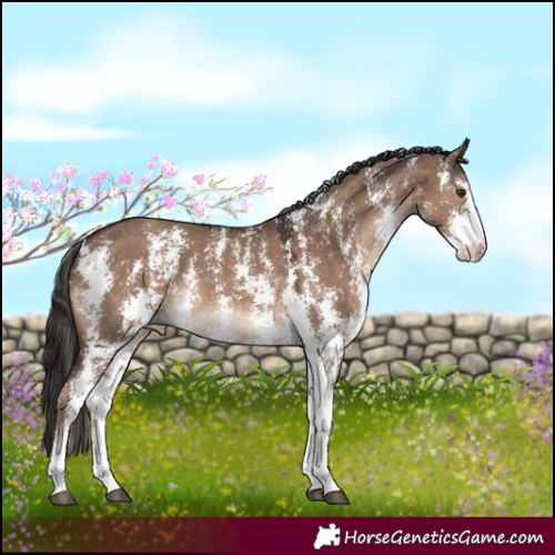 Horse Color:Liver Red Dun Sabino