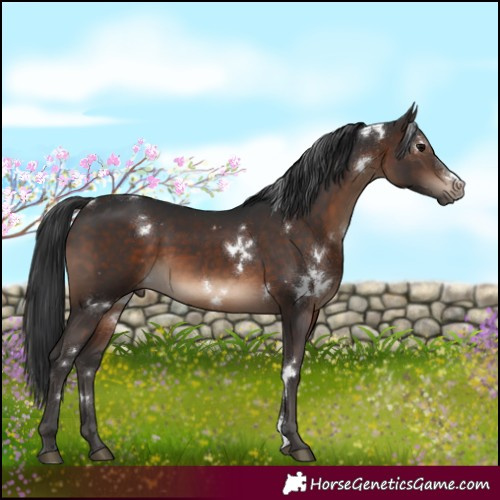 Horse Color:White Spotted Brown Sabino