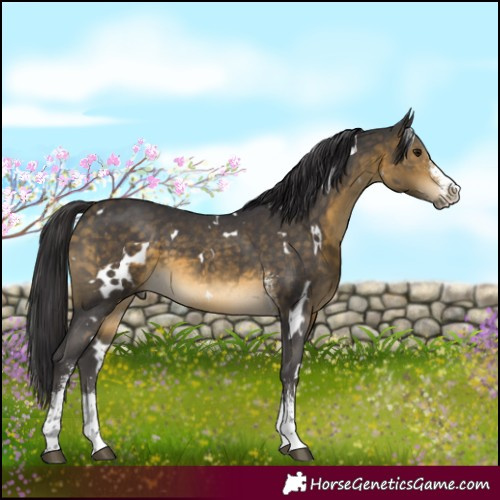Horse Color:White Spotted Buckskin Sabino