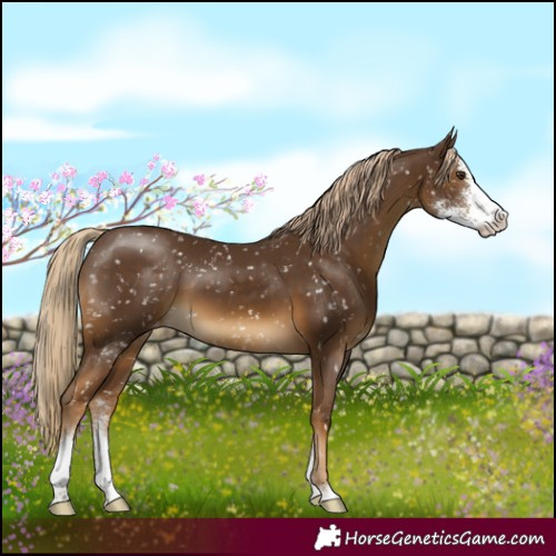 Horse Color:Chocolate Palomino Sabino Appaloosa 