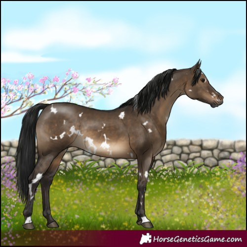 Horse Color:Gray White Spotted Brown Dun Rabicano 