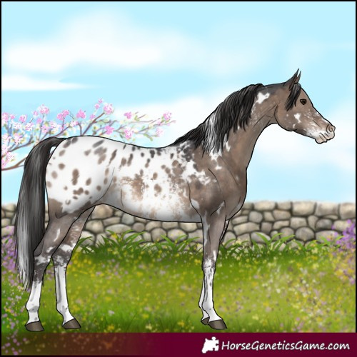 Horse Color:White Spotted Brown Dun Sabino Appaloosa 