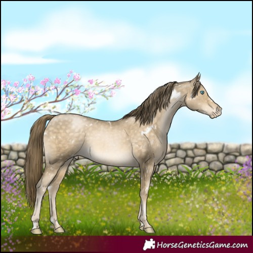 Horse Color:White Spotted Buckskin Pearl Appaloosa 
