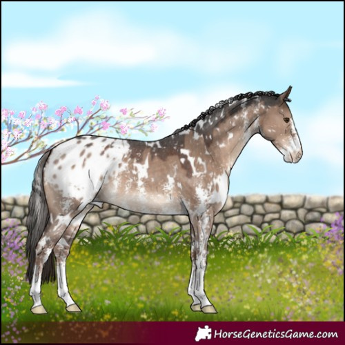 Horse Color:White Spotted Liver Red Dun Sabino Appaloosa 