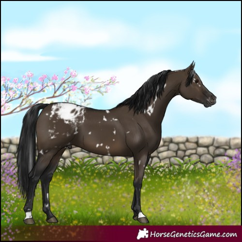 Horse Color:Gray White Spotted Brown Dun Appaloosa