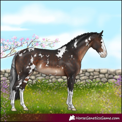 Horse Color:White Spotted Brown Splash Rabicano 