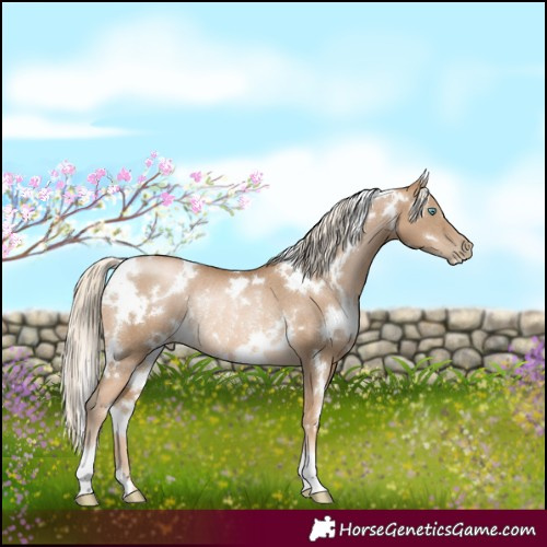 Horse Color:White Spotted Chocolate Palomino Pearl Rabicano