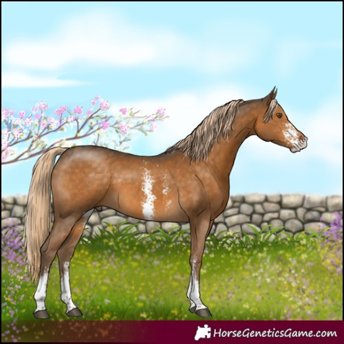 Horse Color:Chocolate Palomino Sabino