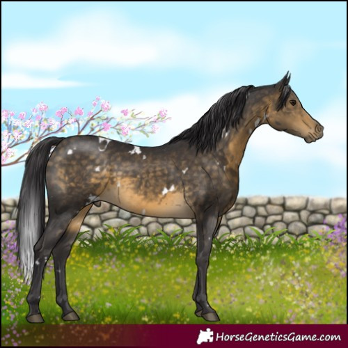 Horse Color:White Spotted Buckskin