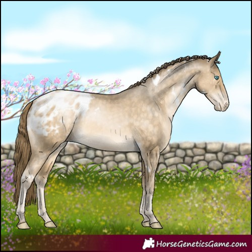 Horse Color:White Spotted Buckskin Pearl Appaloosa 