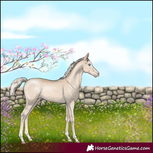 Horse Color:Cremello 