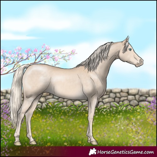 Horse Color:Cremello 