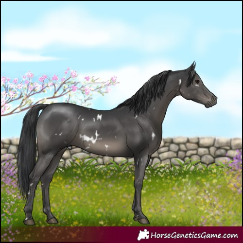Horse Color:White Spotted Black 