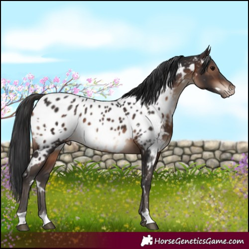 Horse Color:White Spotted Brown Appaloosa
