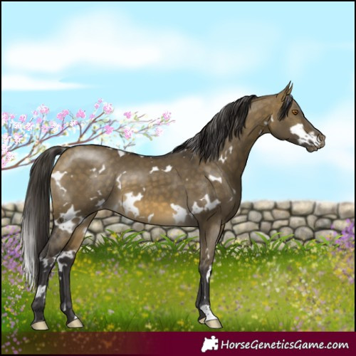 Horse Color:White Spotted Buckskin Dun Appaloosa
