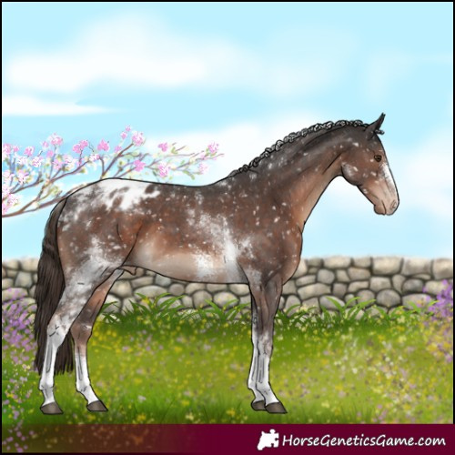 Horse Color:Liver Chestnut Sabino Tobiano Appaloosa 