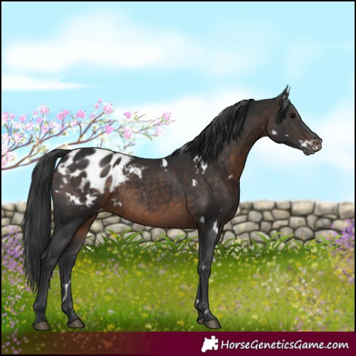 Horse Color:White Spotted Brown Appaloosa