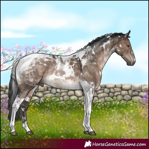 Horse Color:White Spotted Brown Dun Tobiano 