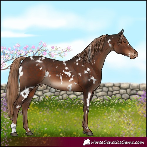 Horse Color:White Spotted Liver Chestnut Appaloosa