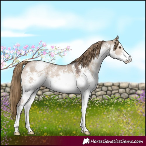 Horse Color:White Spotted Liver Red Dun Sabino Appaloosa