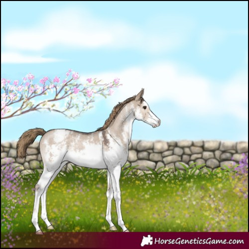 Horse Color:White Spotted Liver Red Dun Sabino Appaloosa 