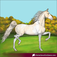 Horse Color:Gold Cream Champagne Roan Splash Tobiano Frame Rabicano 