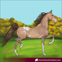 Horse Color:Amber Champagne Tobiano Varnish 